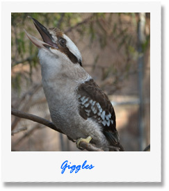 Giggles - one of our animals at Pauls Place Wildlife Sanctuary / Park - Kangaroo Island