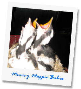 murray-magpie-babies
