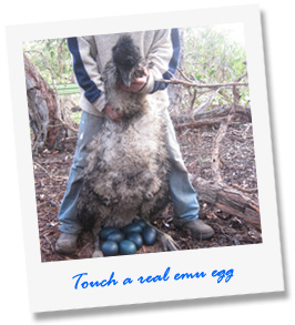 Touch a real emu egg at our tour - Paul's Place Wildlife Sanctuary - Kangaroo Island